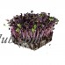 Rambo Purple Sprouting Radish Garden Seeds - 1 Lbs - Non-GMO, Organic Sprouting, Vegetable Gardening & Microgreens   566864233